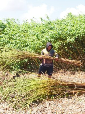 Agência de Desenvolvimento Sustentável do Amazonas (ADS) está realizando ação itinerante em municípios do interior do estado para facilitar o credenciamento de produtores no edital da Subvenção Econômica da Juta e Malva. Na segunda-feira e terça-feira (21 e 22/07), equipes do órgão estarão em Manacapuru (a 68 quilômetros da capital) orientando juticultores e malveiros quanto aos documentos necessários para participar do edital, que credencia para o repasse financeiro das safras 2025/2026.