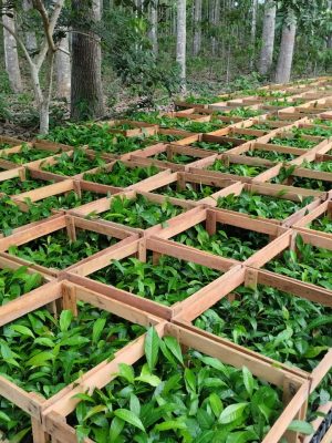 As 75 Unidades Locais (Unloc) e Postos Avançados do Instituto de Desenvolvimento Agropecuário e Florestal Sustentável do Estado do Amazonas (Idam) estão com cadastramento aberto para agricultores familiares interessados no recebimento de mudas de castanha-do-Amazônia. A iniciativa, viabilizada por meio do Projeto Excelsa, em parceria com a Fazenda Aruanã, beneficiou 500 trabalhadores rurais com a doação de mais de 93 mil mudas em 2025.