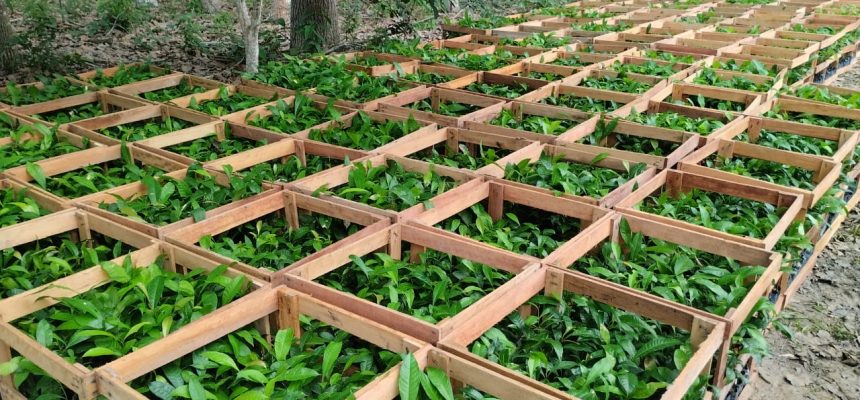 As 75 Unidades Locais (Unloc) e Postos Avançados do Instituto de Desenvolvimento Agropecuário e Florestal Sustentável do Estado do Amazonas (Idam) estão com cadastramento aberto para agricultores familiares interessados no recebimento de mudas de castanha-do-Amazônia. A iniciativa, viabilizada por meio do Projeto Excelsa, em parceria com a Fazenda Aruanã, beneficiou 500 trabalhadores rurais com a doação de mais de 93 mil mudas em 2025.